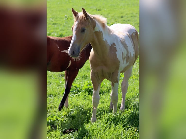 Paint Horse Hengst 1 Jahr 153 cm Champagne in Hellenthal