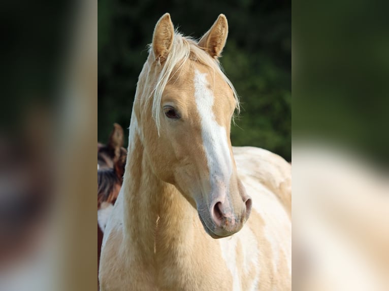 Paint Horse Hengst 1 Jahr 153 cm Champagne in Hellenthal