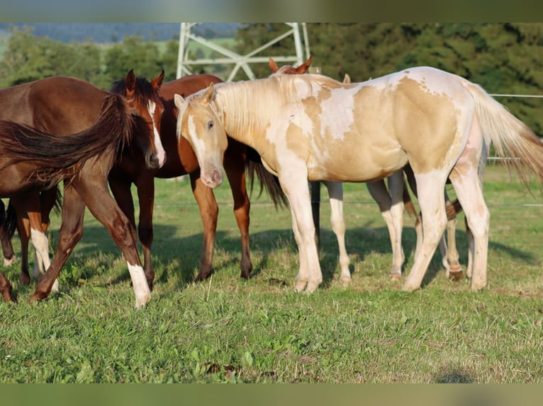 Paint Horse Hengst 1 Jahr 153 cm Champagne in Hellenthal