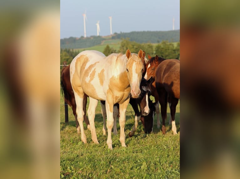 Paint Horse Hengst 1 Jahr 153 cm Champagne in Hellenthal