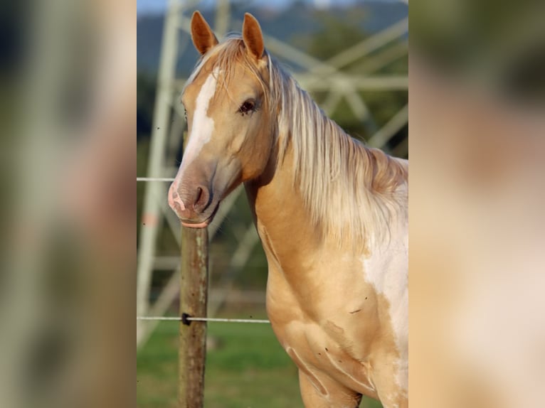 Paint Horse Hengst 1 Jahr 153 cm Champagne in Hellenthal