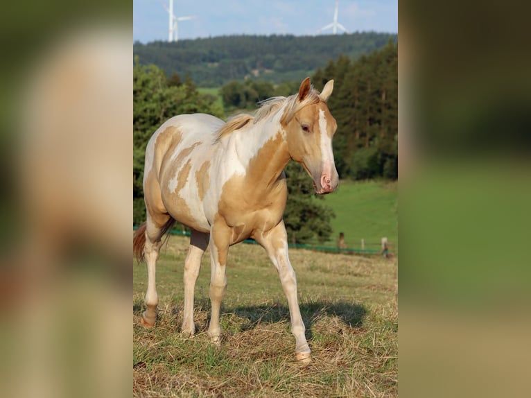 Paint Horse Hengst 1 Jahr 153 cm Champagne in Hellenthal
