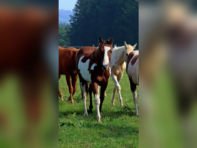 Paint Horse Hengst 1 Jahr 153 cm Overo-alle-Farben in Hellenthal