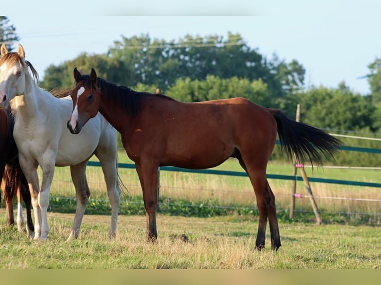 Paint Horse Hengst 1 Jahr 155 cm Brauner in Hellenthal