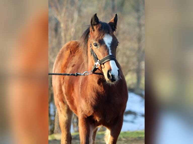 Paint Horse Hengst 1 Jahr 155 cm Brauner in Hellenthal