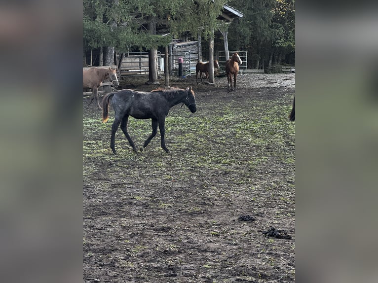 Paint Horse Hengst 1 Jahr 155 cm Roan-Blue in Nova Vas, Bloke