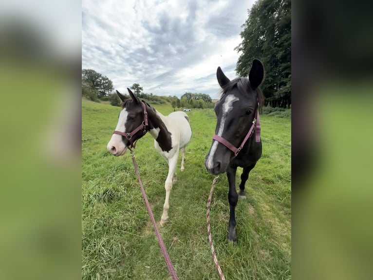 Paint Horse Mix Hengst 1 Jahr 155 cm Schecke in FernA