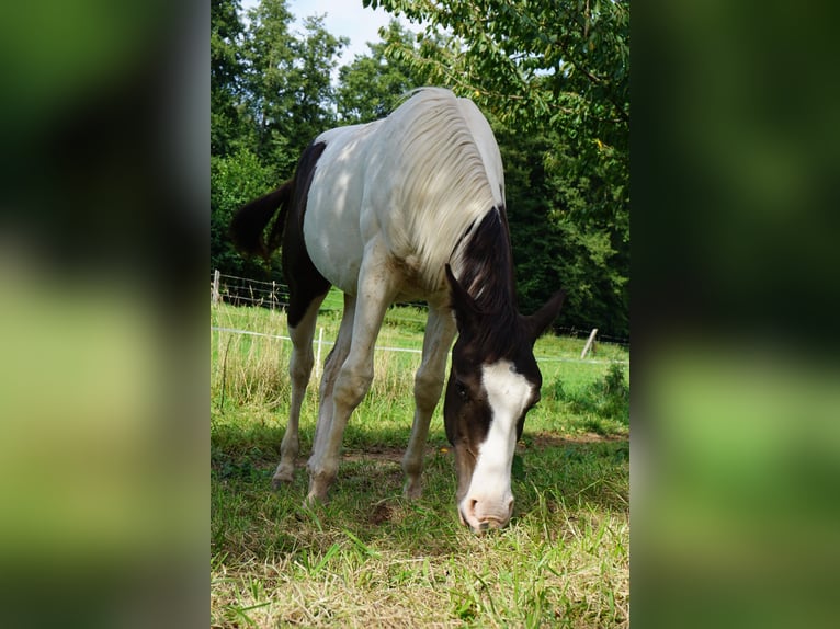 Paint Horse Mix Hengst 1 Jahr 155 cm Schecke in FernA