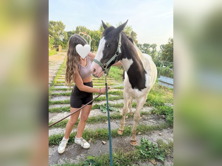 Paint Horse Mix Hengst 1 Jahr 155 cm Schecke in FernA
