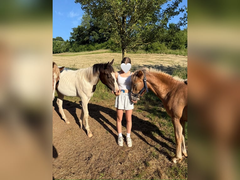 Paint Horse Mix Hengst 1 Jahr 155 cm Schecke in FernA