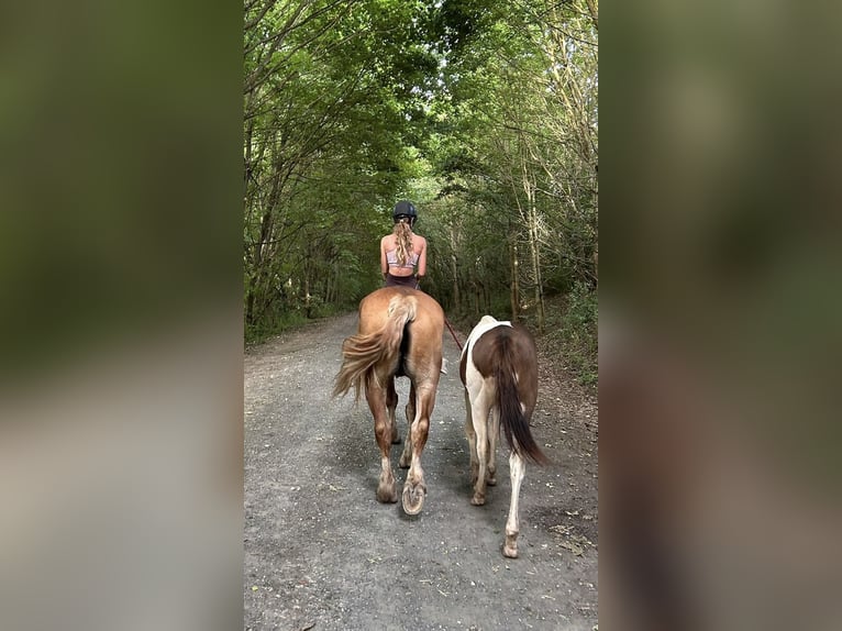 Paint Horse Mix Hengst 1 Jahr 155 cm Schecke in FernA