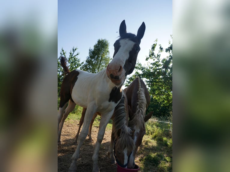 Paint Horse Mix Hengst 1 Jahr 155 cm Schecke in FernA