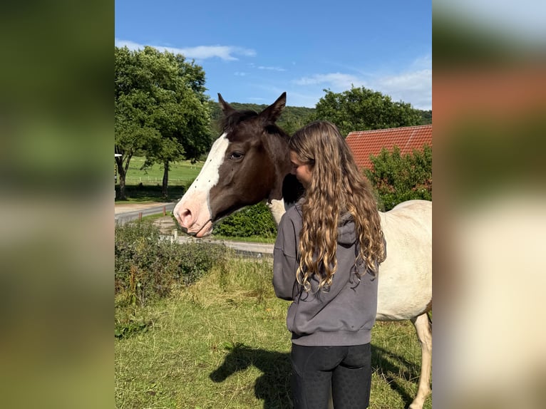 Paint Horse Mix Hengst 1 Jahr 155 cm Schecke in FernA
