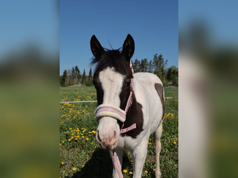 Paint Horse Mix Hengst 1 Jahr 155 cm Schecke in Worbis