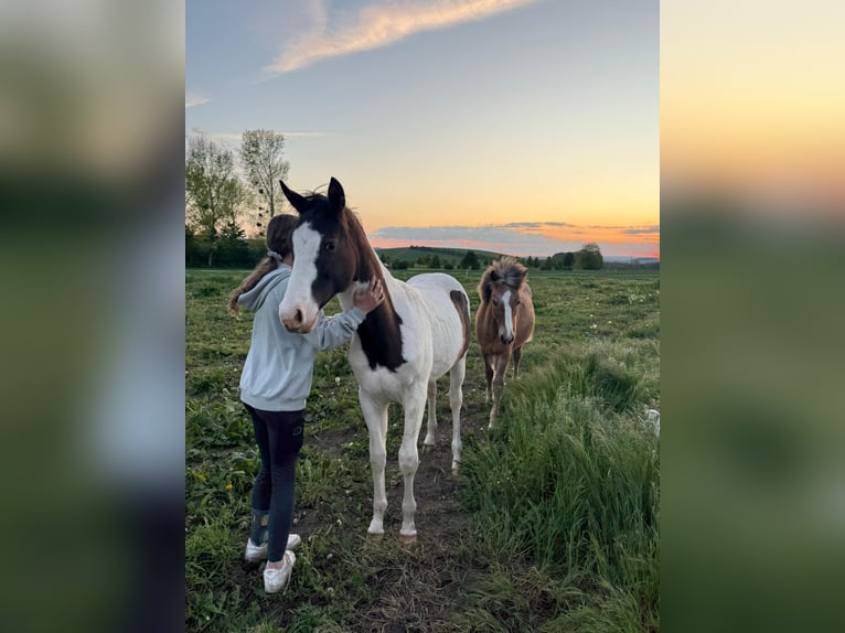 Paint Horse Mix Hengst 1 Jahr 155 cm Schecke in Worbis