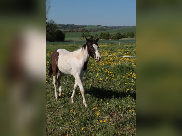 Paint Horse Mix Hengst 1 Jahr 155 cm Schecke in Worbis