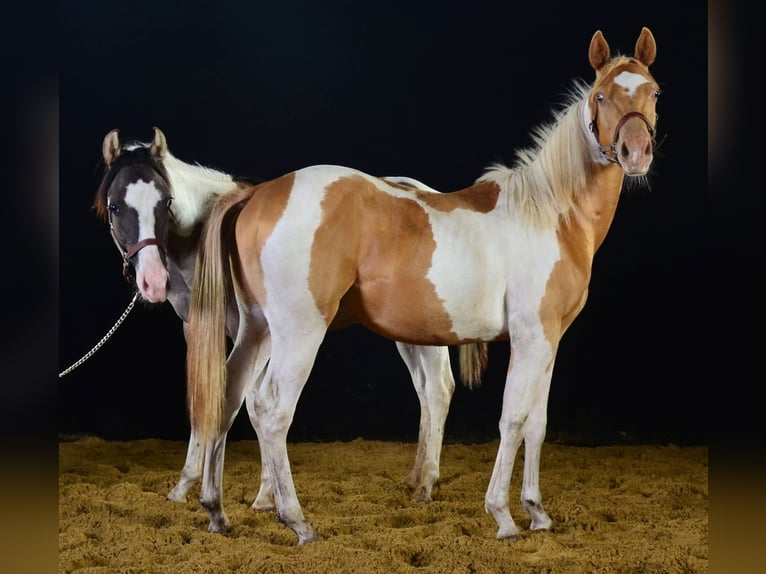 Paint Horse Hengst 1 Jahr 155 cm Tobiano-alle-Farben in Buchbach