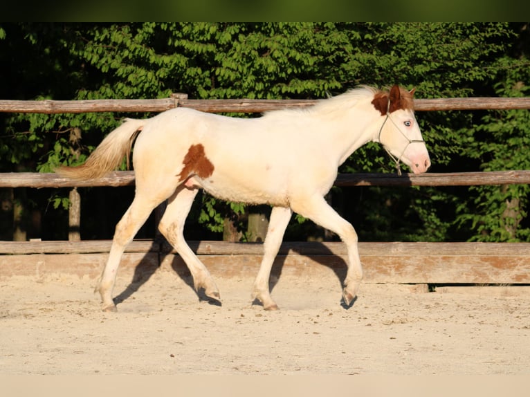 Paint Horse Mix Hengst 1 Jahr 155 cm Tovero-alle-Farben in Globoko