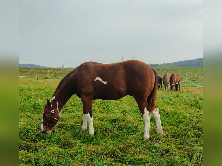 Paint Horse Hengst 1 Jahr 155 cm Tovero-alle-Farben in Zakupy