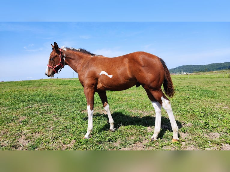 Paint Horse Hengst 1 Jahr 155 cm Tovero-alle-Farben in Zakupy