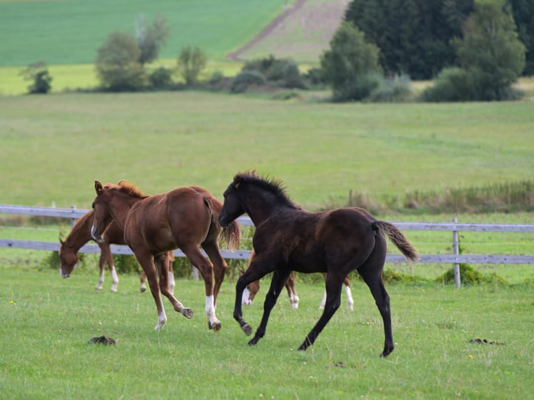 Paint Horse Hengst 1 Jahr 156 cm Rappe in Fleischwangen