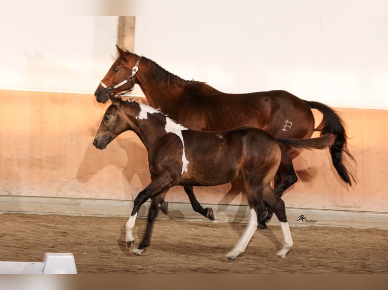 Paint Horse Hengst 1 Jahr 158 cm Buckskin in Aldenhoven