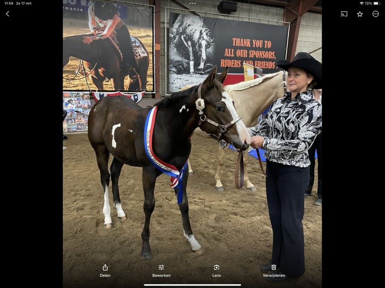 Paint Horse Hengst 1 Jahr 160 cm Overo-alle-Farben in Berg en Terblijt