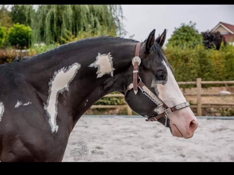 Paint Horse Hengst 1 Jahr 160 cm Overo-alle-Farben in Berg en Terblijt