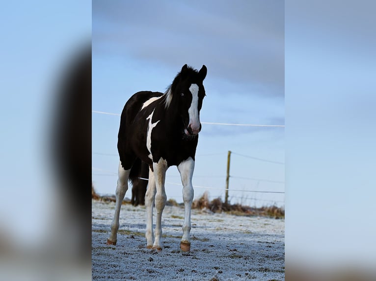 Paint Horse Hengst 1 Jahr 162 cm Rappe in Pranzing