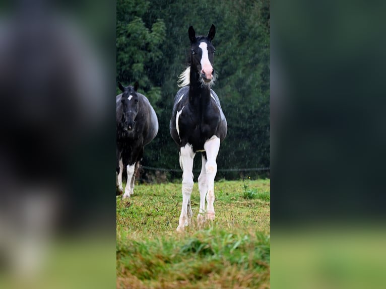 Paint Horse Hengst 1 Jahr 162 cm Rappe in Pranzing