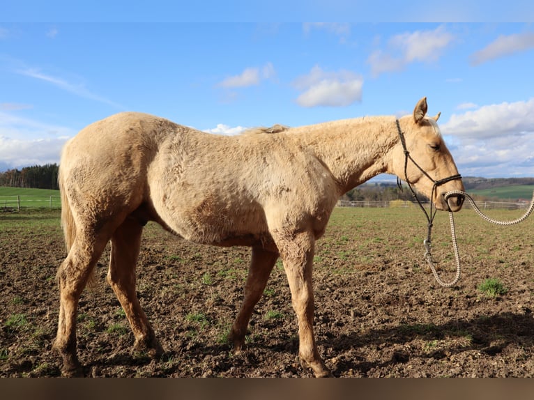 Paint Horse Hengst 1 Jahr Palomino in Pilsen-south