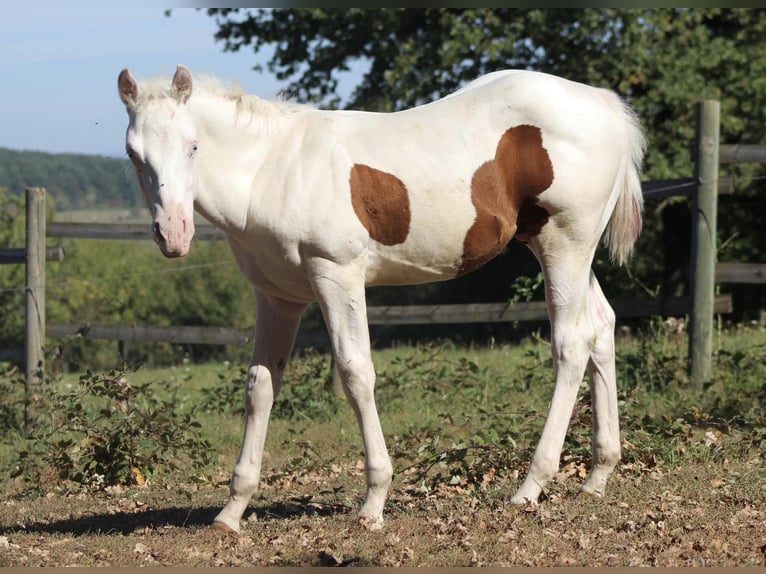 Paint Horse Hengst 1 Jahr Schecke in Weiterswiller