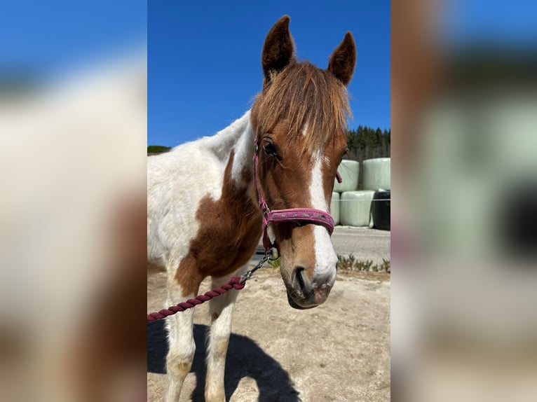 Paint Horse Hengst 1 Jahr Tobiano-alle-Farben in Windeck