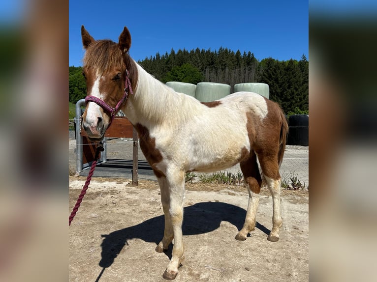 Paint Horse Hengst 1 Jahr Tobiano-alle-Farben in Windeck