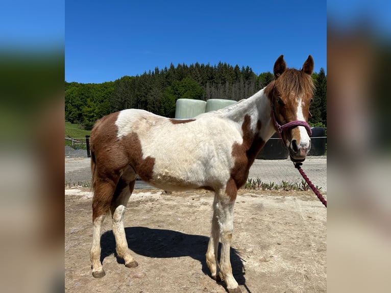 Paint Horse Hengst 1 Jahr Tobiano-alle-Farben in Windeck