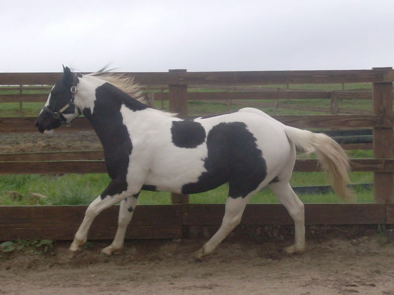 Paint Horse Hengst 1 Jahr Tovero-alle-Farben in yzeure