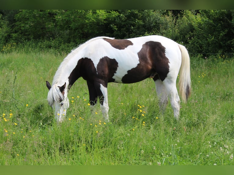 Paint Horse Hengst 1 Jahr Tovero-alle-Farben in yzeure
