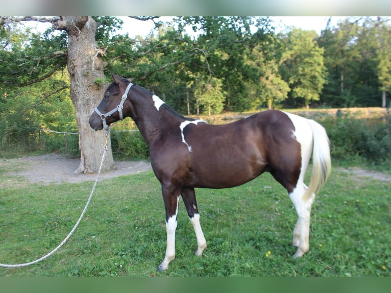 Paint Horse Hengst 1 Jahr Tovero-alle-Farben in yzeure