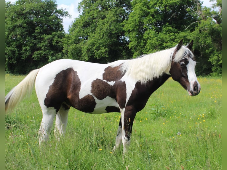 Paint Horse Hengst 1 Jahr Tovero-alle-Farben in yzeure