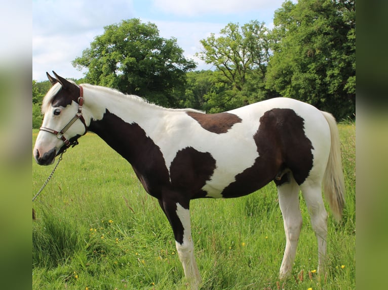 Paint Horse Hengst 1 Jahr Tovero-alle-Farben in yzeure