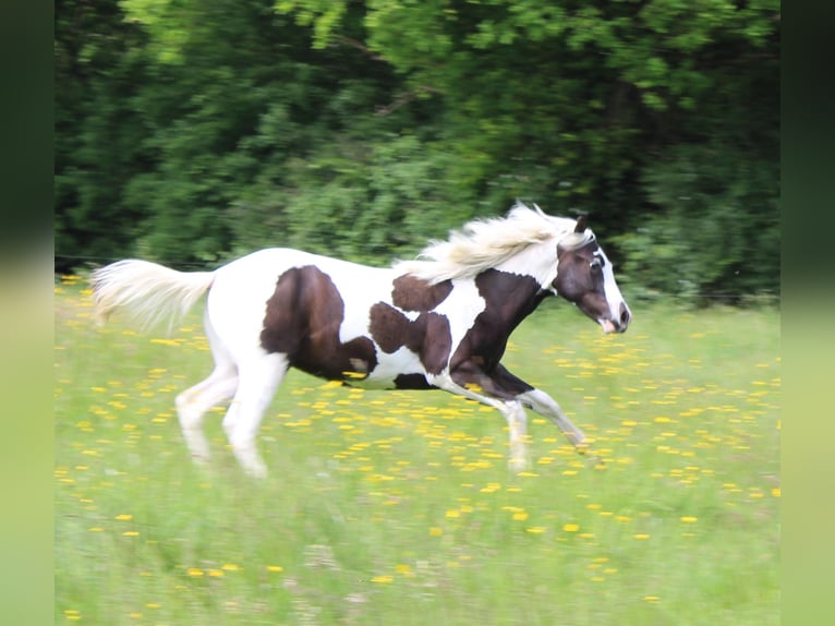 Paint Horse Hengst 1 Jahr Tovero-alle-Farben in yzeure