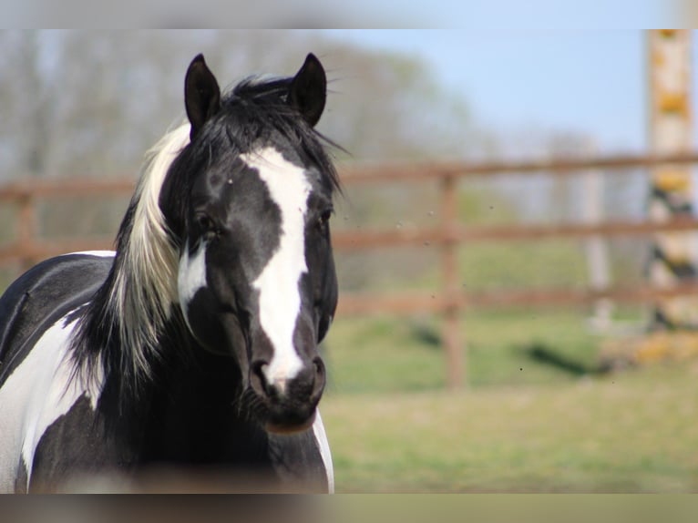 Paint Horse Hengst 1 Jahr Tovero-alle-Farben in yzeure