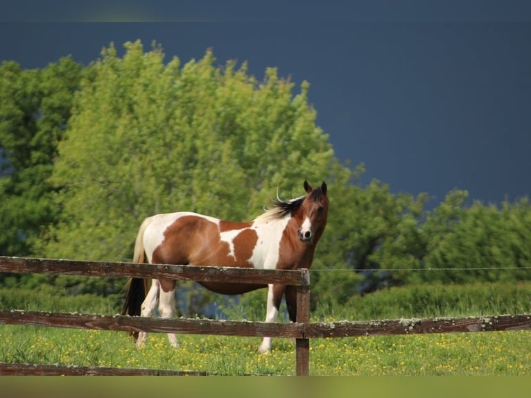 Paint Horse Hengst 1 Jahr Tovero-alle-Farben in yzeure