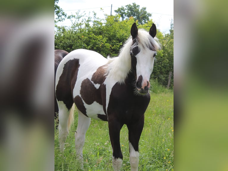 Paint Horse Hengst 1 Jahr Tovero-alle-Farben in yzeure