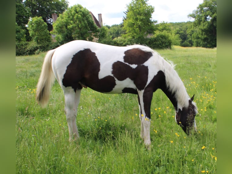 Paint Horse Hengst 1 Jahr Tovero-alle-Farben in yzeure