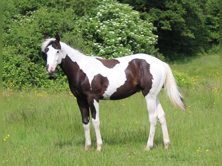 Paint Horse Hengst 1 Jahr Tovero-alle-Farben in yzeure