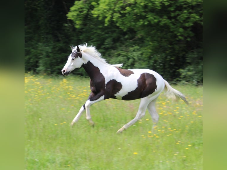 Paint Horse Hengst 1 Jahr Tovero-alle-Farben in yzeure