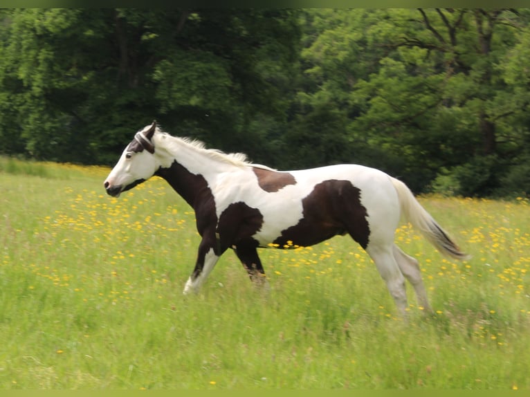 Paint Horse Hengst 1 Jahr Tovero-alle-Farben in yzeure