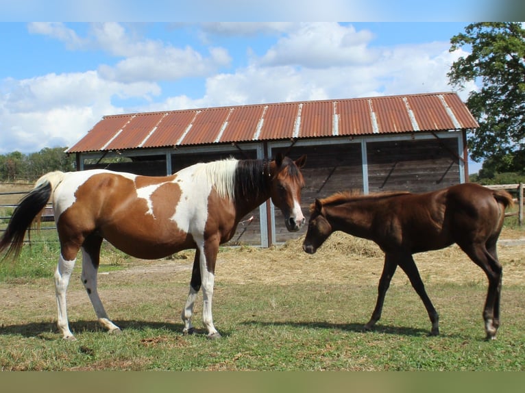 Paint Horse Hengst 1 Jahr Tovero-alle-Farben in yzeure