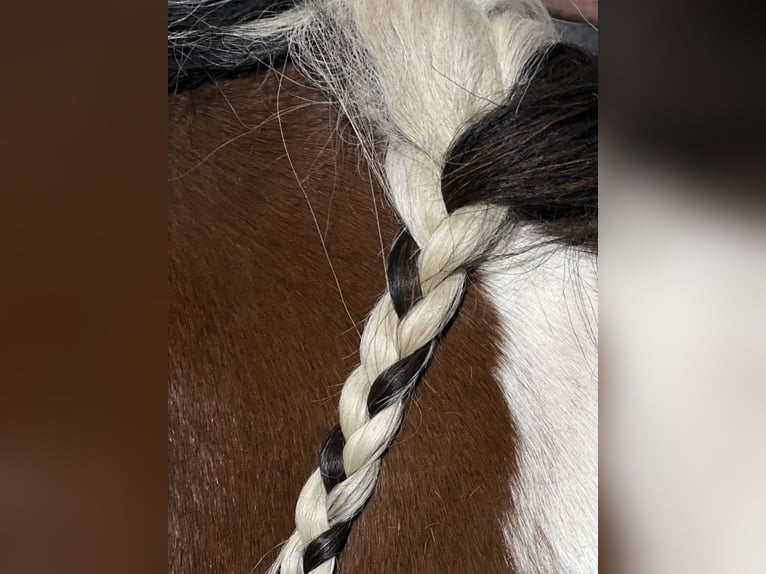 Paint Horse Hengst 1 Jahr in Asendorf